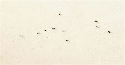 房間出現大螞蟻